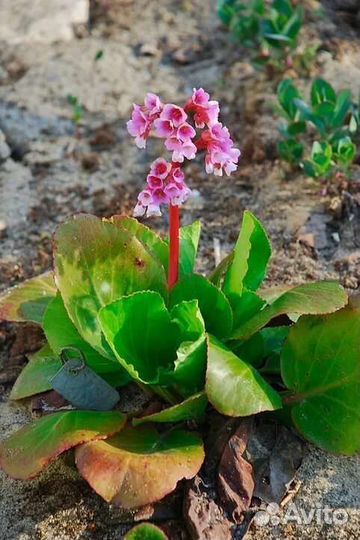 Бадан (Бергения) Слоновьи уши