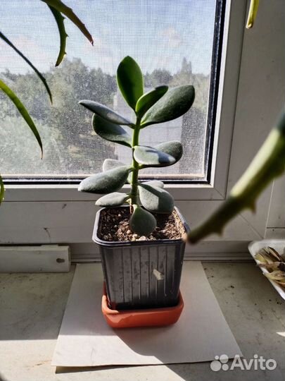 Крассула толстянка, денежное дерево