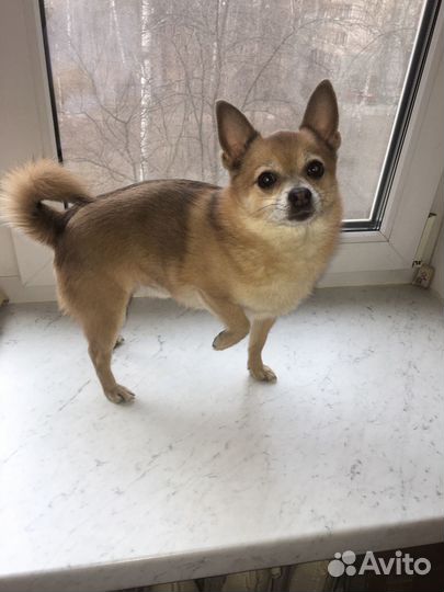 Вязка чихуахуа мальчик