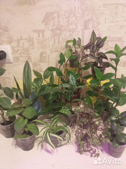 Комнатные растения цветы