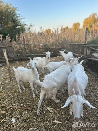 Продаю коз зааненских козёл чистокровный нубиец
