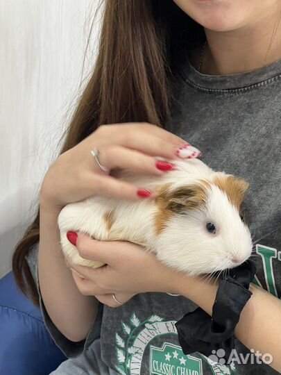 Морская свинка