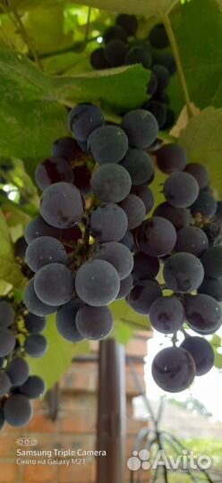 Виноград