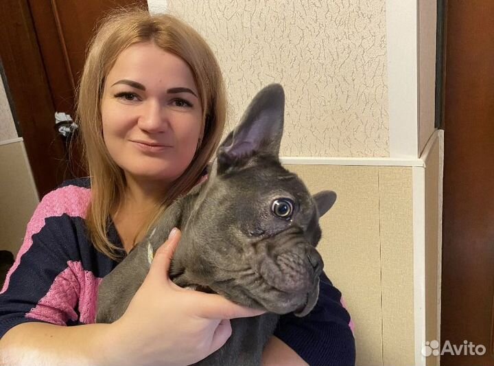 Вязка французский бульдог