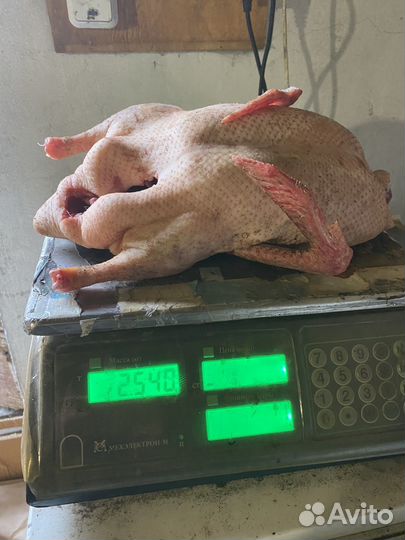 Мясо утки