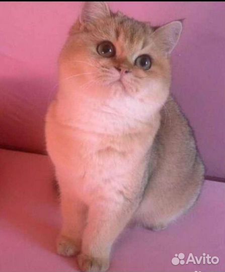 Вязка Шотландский золотая шиншилла