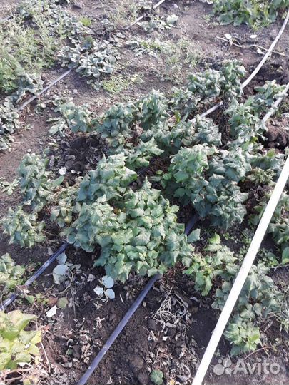 Саженцы малины Руби Бьюти (ремонт., горшечная)