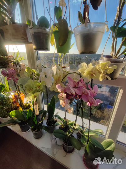 Орхидея фаленопсис и биг лип