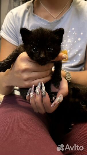 Котята