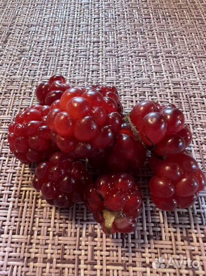 Саженцы княженики