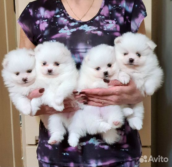 Белые щенки померанский шпиц