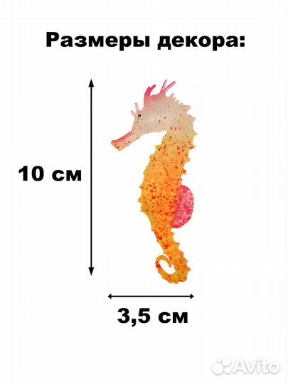 Морской конек для аквариума