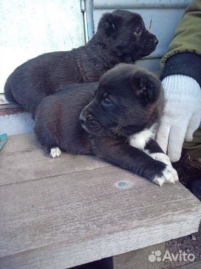 Щенки сао алабай