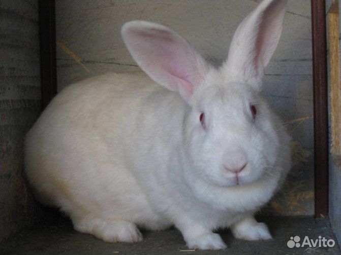 Кролики белый паннон
