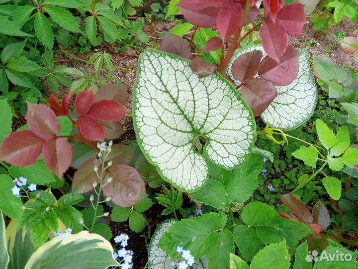 Брунера и другие многолетки