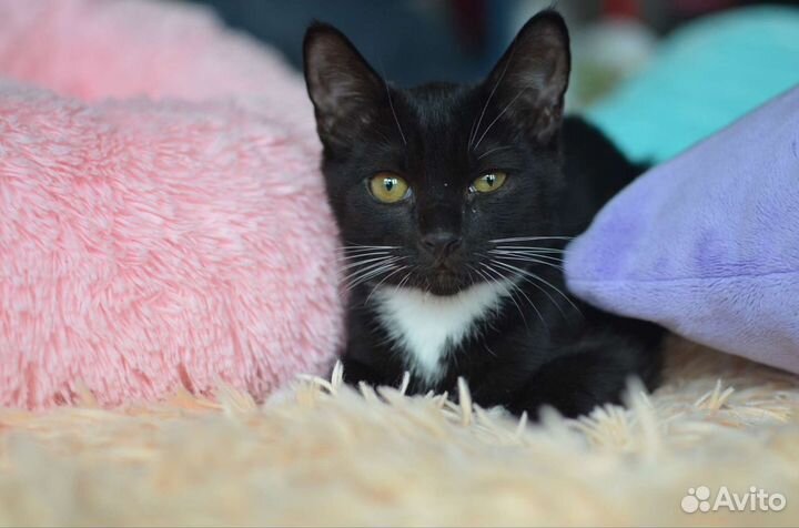 Котенок Оскар в добрые руки