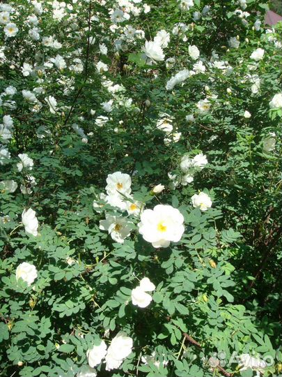 Флокс,хоста,децентра,вербейник, шафран,примулы др