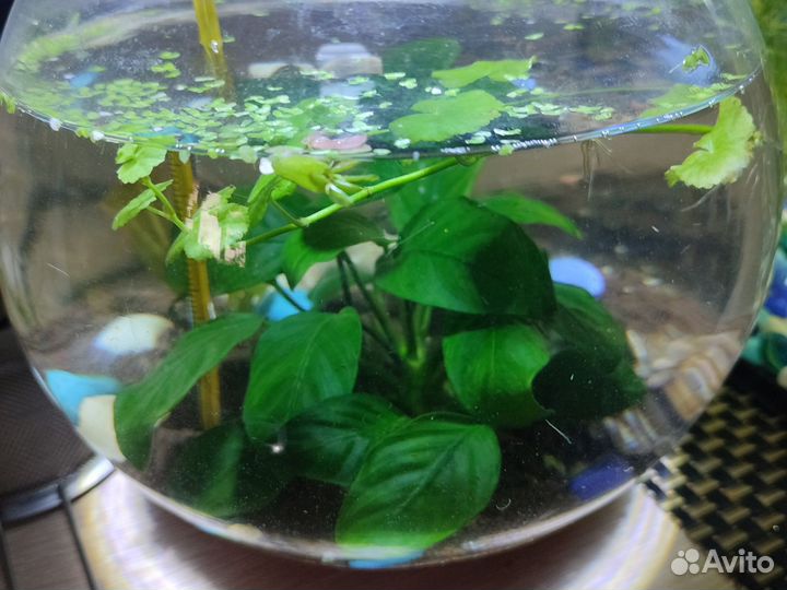 Продам круглый аквариум 5л