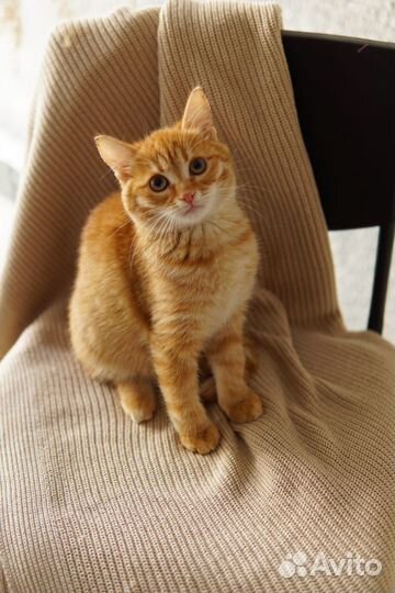 Котенок девочка