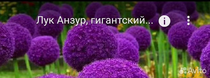 Лук-чеснок Анзур гигантский, лук Суворова