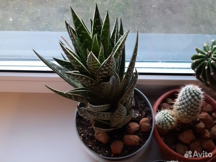 Кактусы и суккуленты