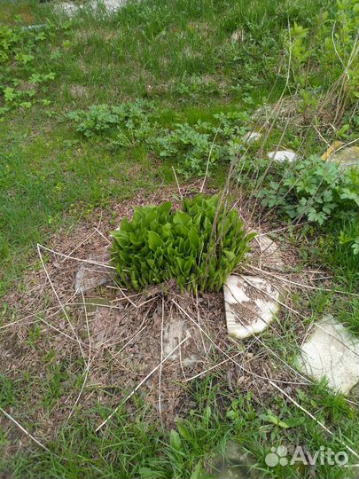 Хоста растение