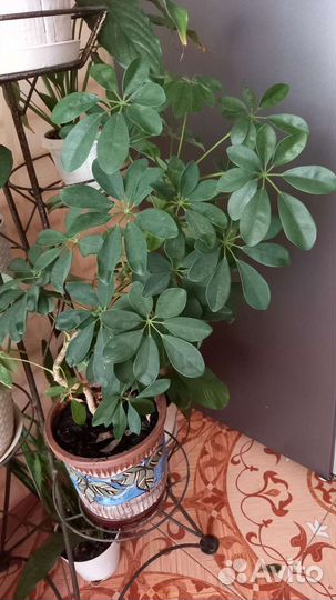 Комнатные цветы шефлера