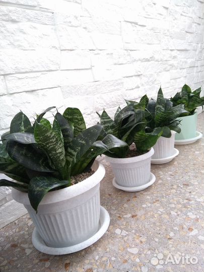 Сансевиерия Ханни