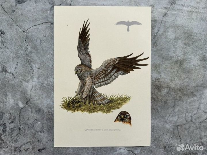 Литографии. Птицы. Германия