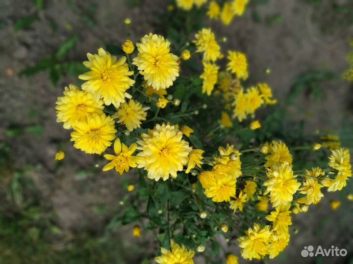 Ранняя хризантема