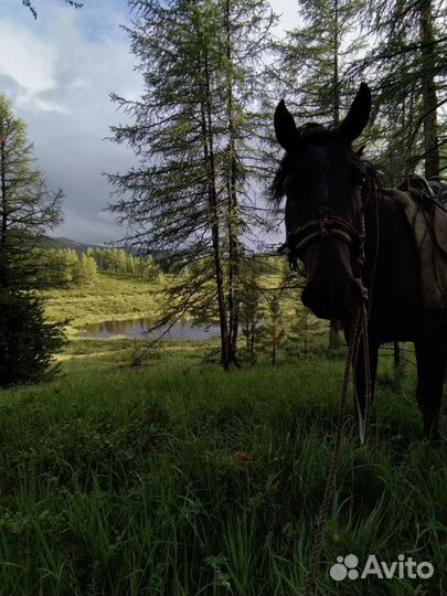 Отдых в горах и рыбалка