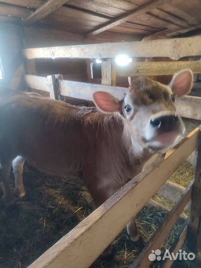 Телочка 2 месяца