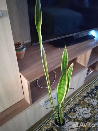 Сансевиерия