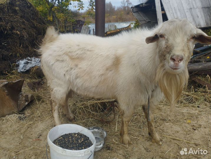Козел зааненский