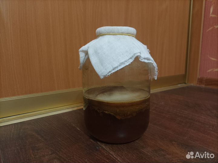 Чайный гриб комбуча