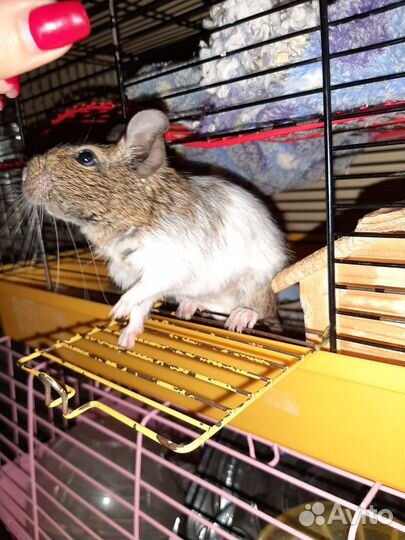 Дегу самка и малыши чилийская белка