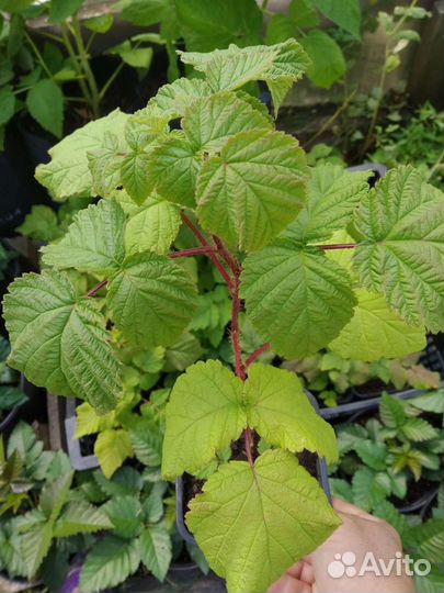 Малина Лячка