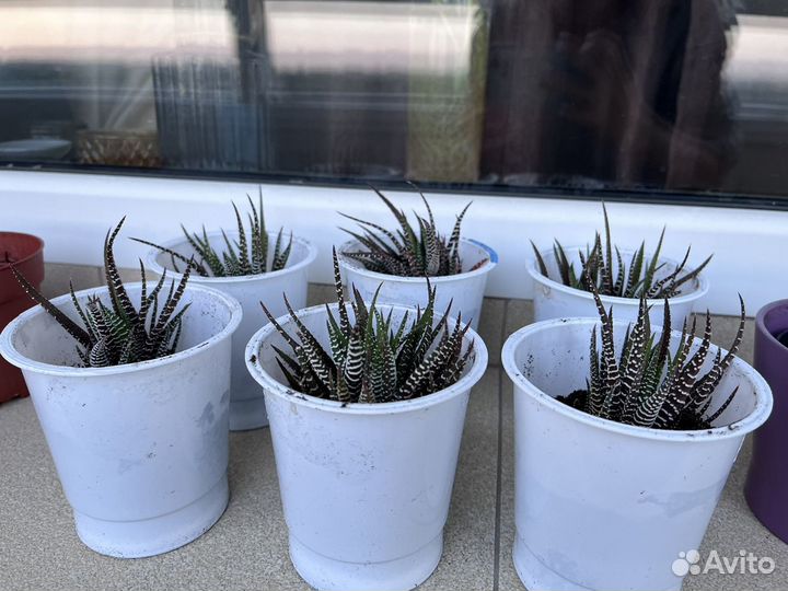 Хавортия полосатая