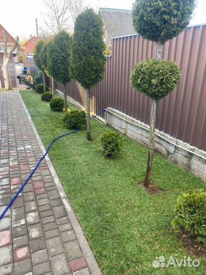 Рулонный газон 