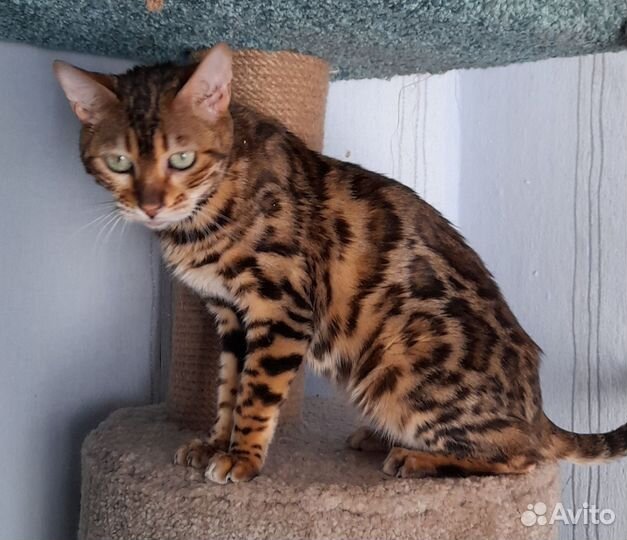 Бенгальская кошка