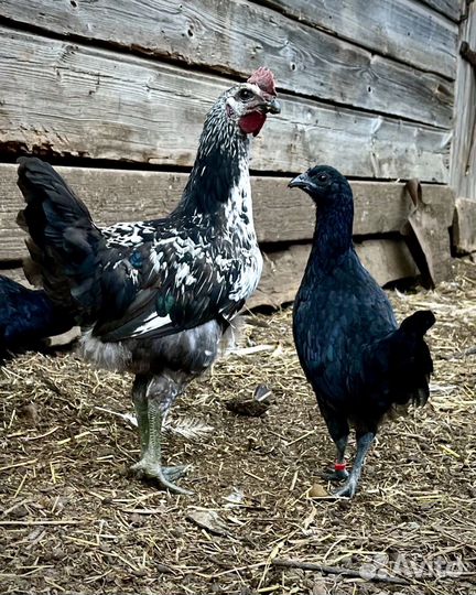 Петушки Лакеданзи и Ухейилюй