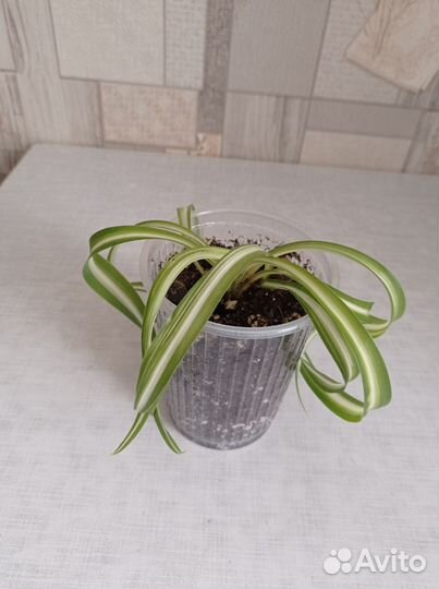 Хлорофитум