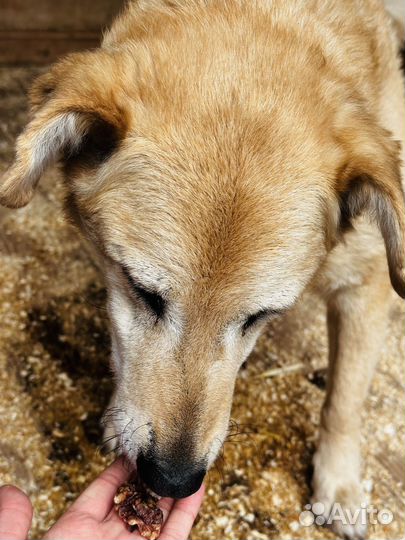 Старички ждут помощи в приюте