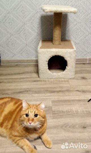 Когтеточка с домиком бу