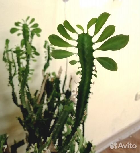 Молочай трехгранный и суккуленты