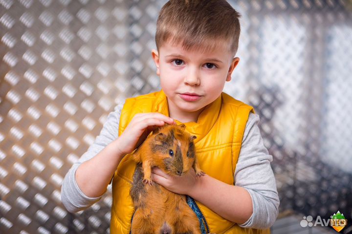 Морская свинка бесплатно