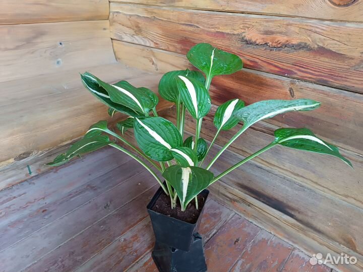 Бронь Хосты