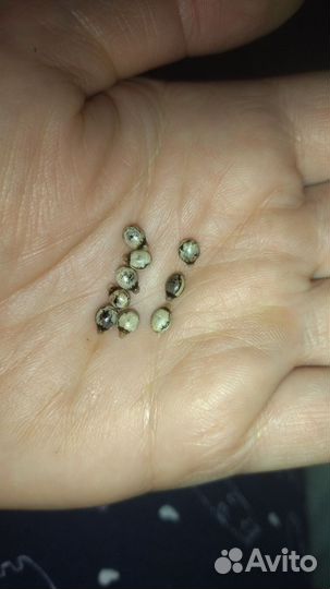 Яйца австралийского палочника