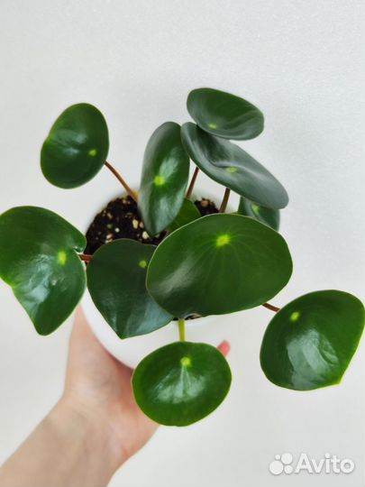 Пеперомия Рейндроп