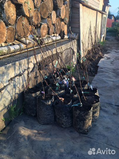 Саженцы плодовых деревьев